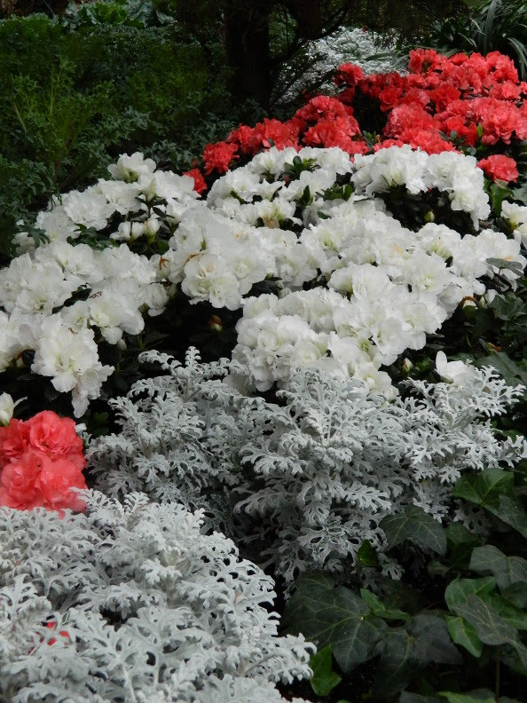 Ramblin With Am Spring Things Rapidly White