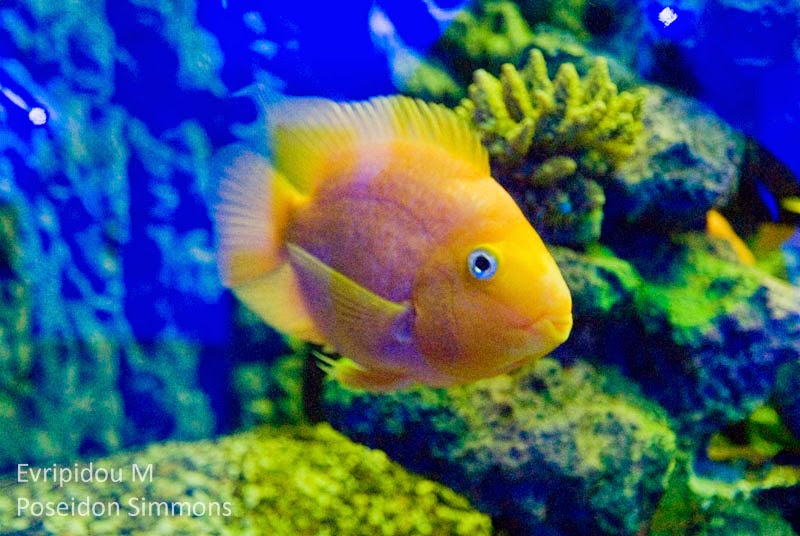 Cyprus photography Protaras ocean aquarium part 1