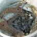 Πρέβεζα:Παράνομο ψάρεμα γαρίδας με τρατάκι