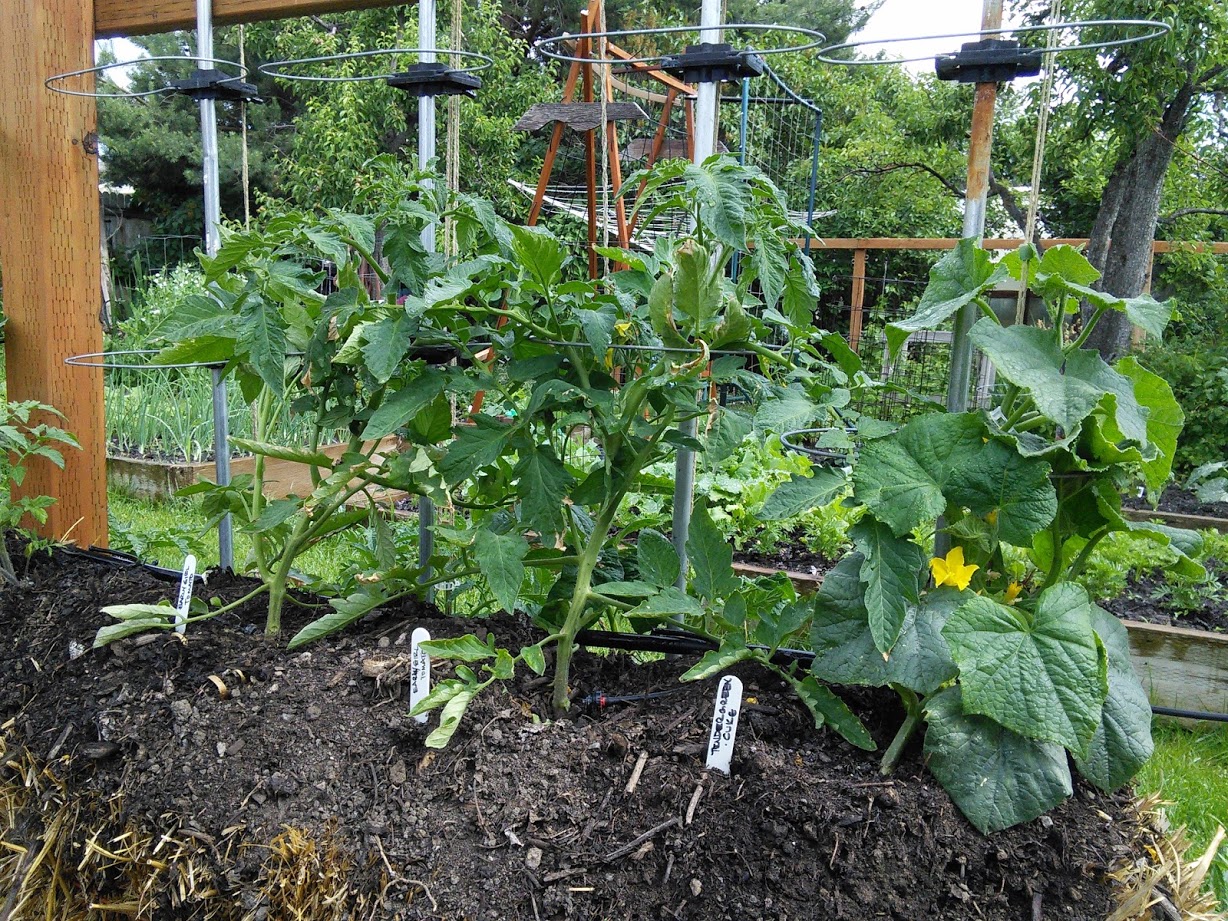 North Mountain Straw Bale Gardening Revisited