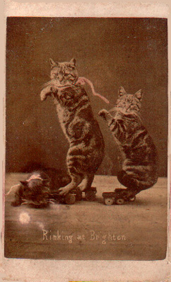 Fotos de gatos siglo XIX - Harry Pointer