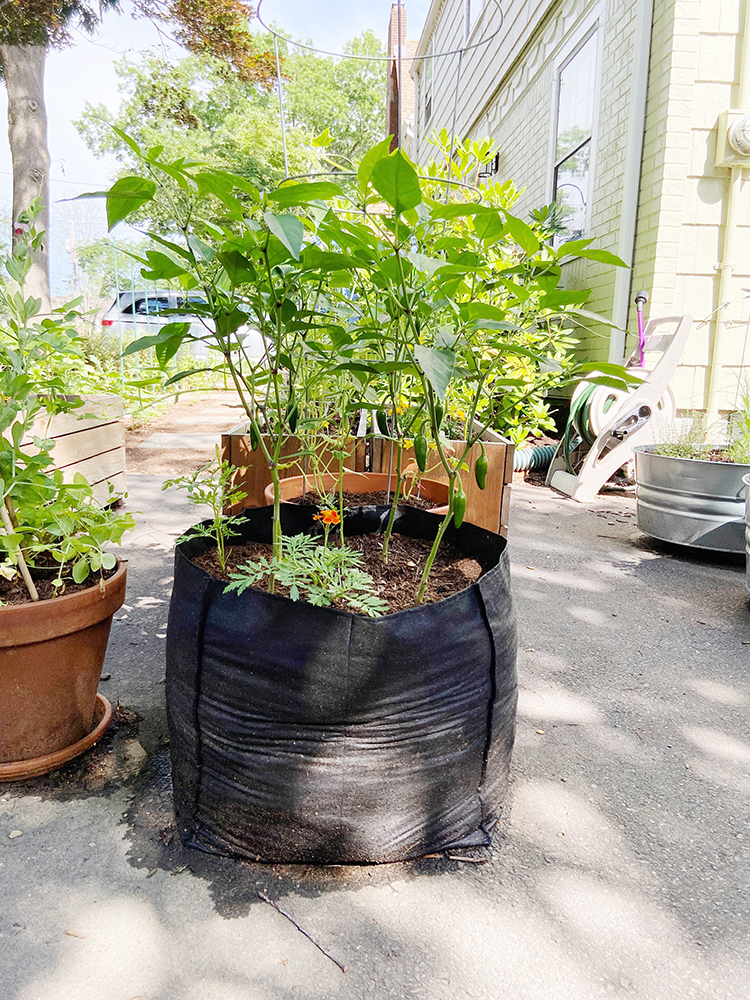 Benefits of Using Fabric Grow Bags Over Planters – ECOgardener