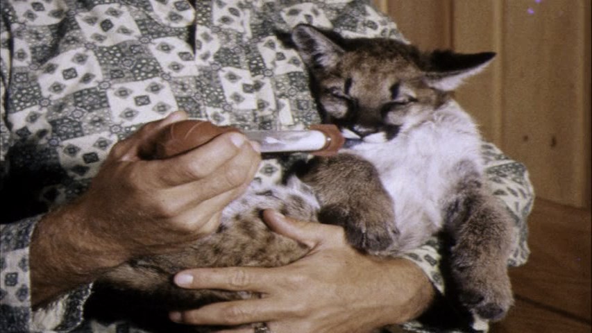 CHARLIE, THE LONESOME COUGAR (LEGENDADO/480P) – 1967 FormatFactoryCharlie%252C%2Bthe%2BLonesome%2BCougar%2B1967%2B480p.mkv_snapshot_00.04.42.682