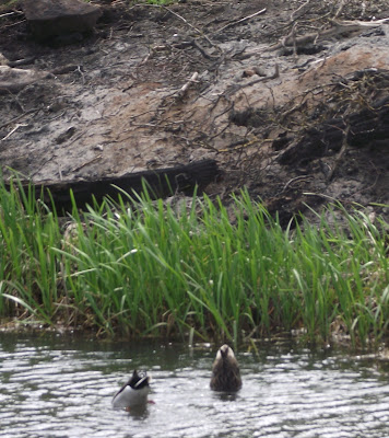 fart duck heard before ve possibly johny cash inspired scene similar