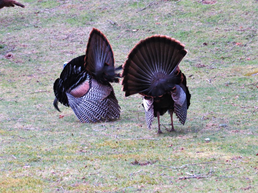 The Brownstone Birding Blog Tail Of Two Turkeys