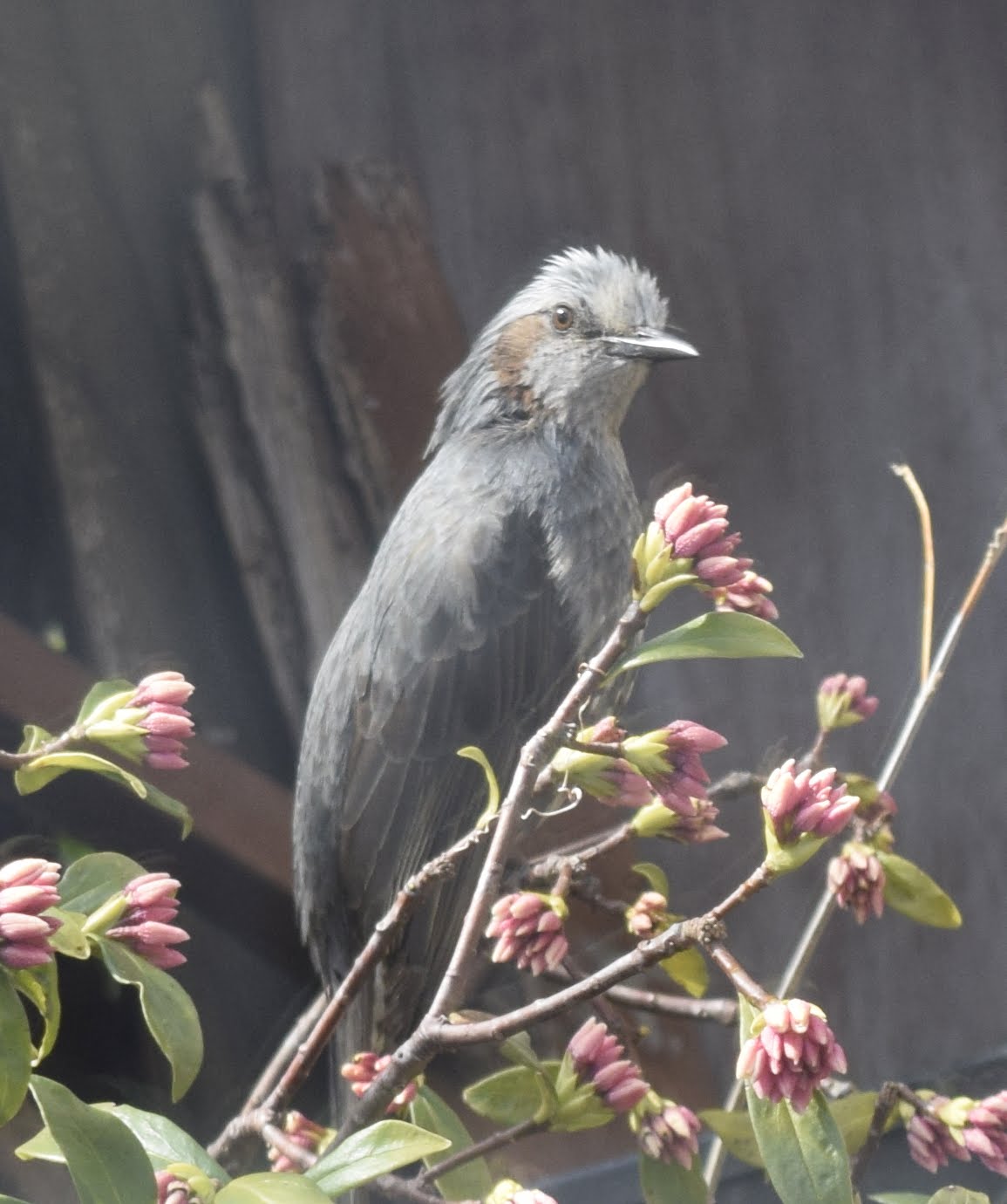 磐城蘭土紀行 逃げないヒヨドリ