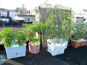 Bucolic Bushwick Rooftop Vegetable Garden 2011