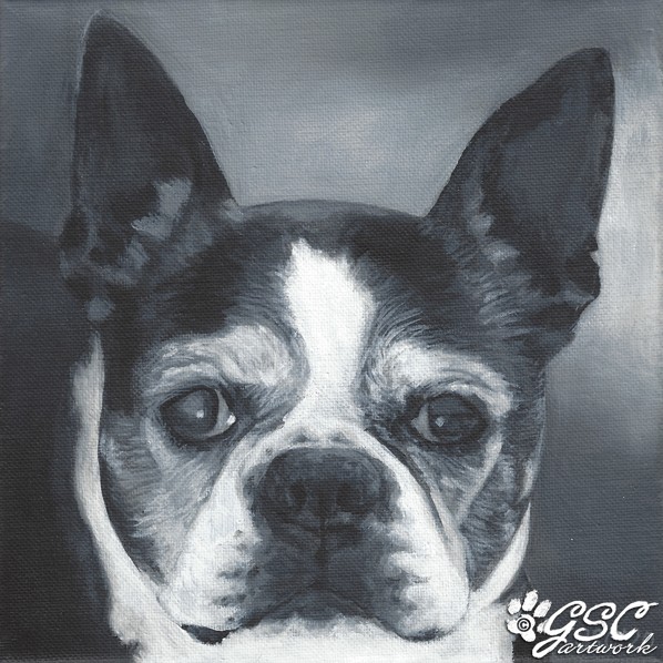 boston terrier animal pet portrait dog acrylic painting black and white art