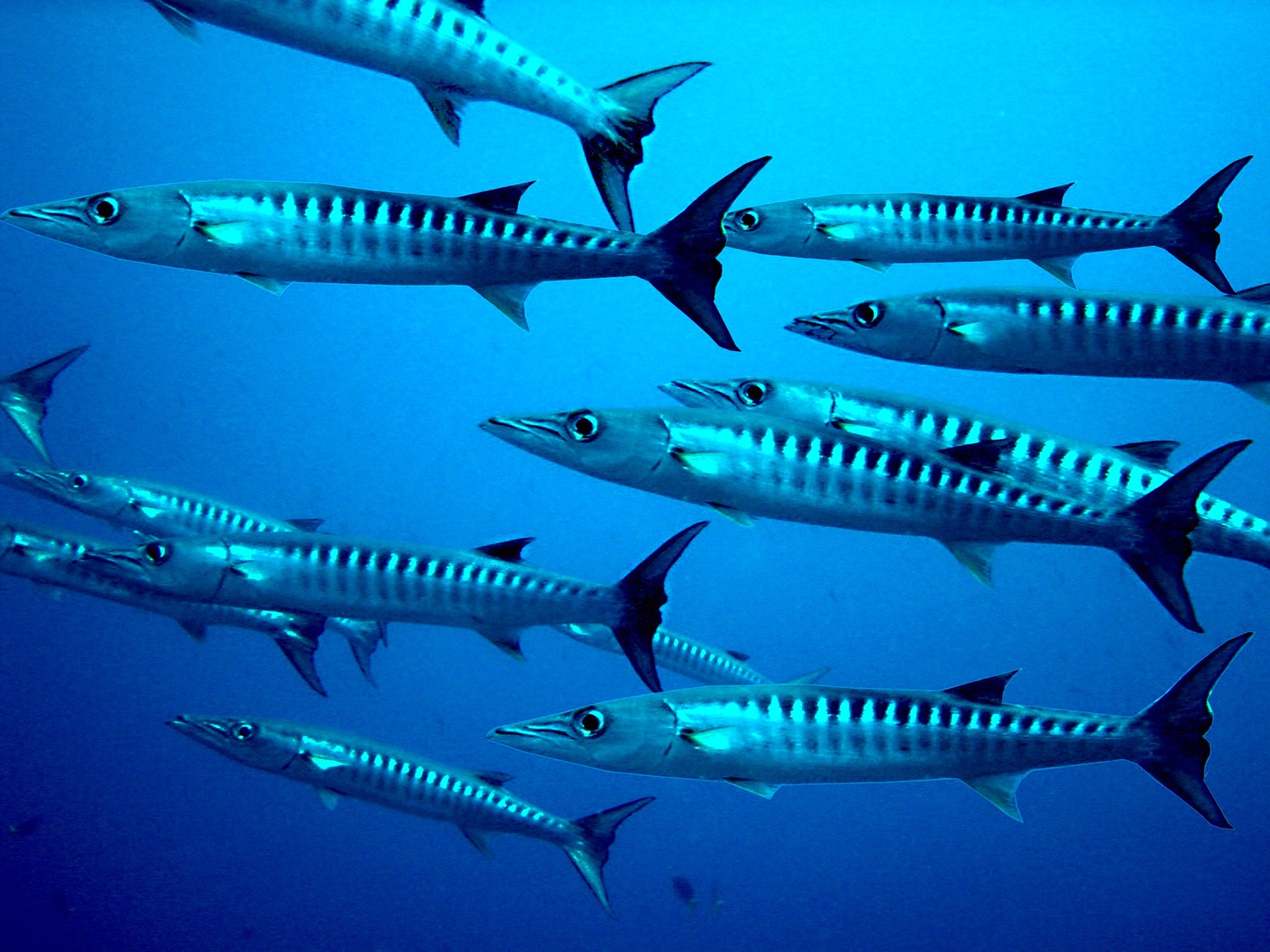Barracuda Rayfinned fish, Is it safe to swim with barracuda?