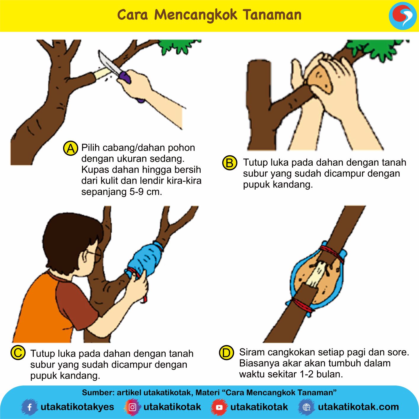 Cara perkembangbiakan vegetatif buatan yang dapat menghasilkan sifat yang sama dengan induknya adalah