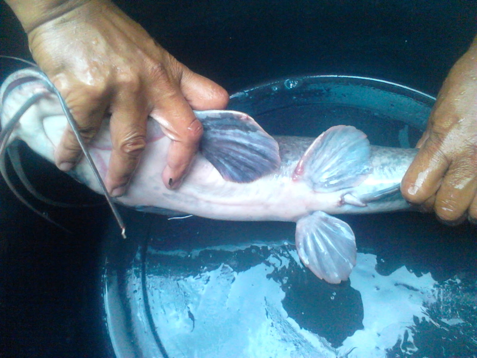 Blog Belajar Beternak Tehnik pemijahan ikan lele secara buatan