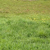 Pasture Requirements For Pygmy Goats