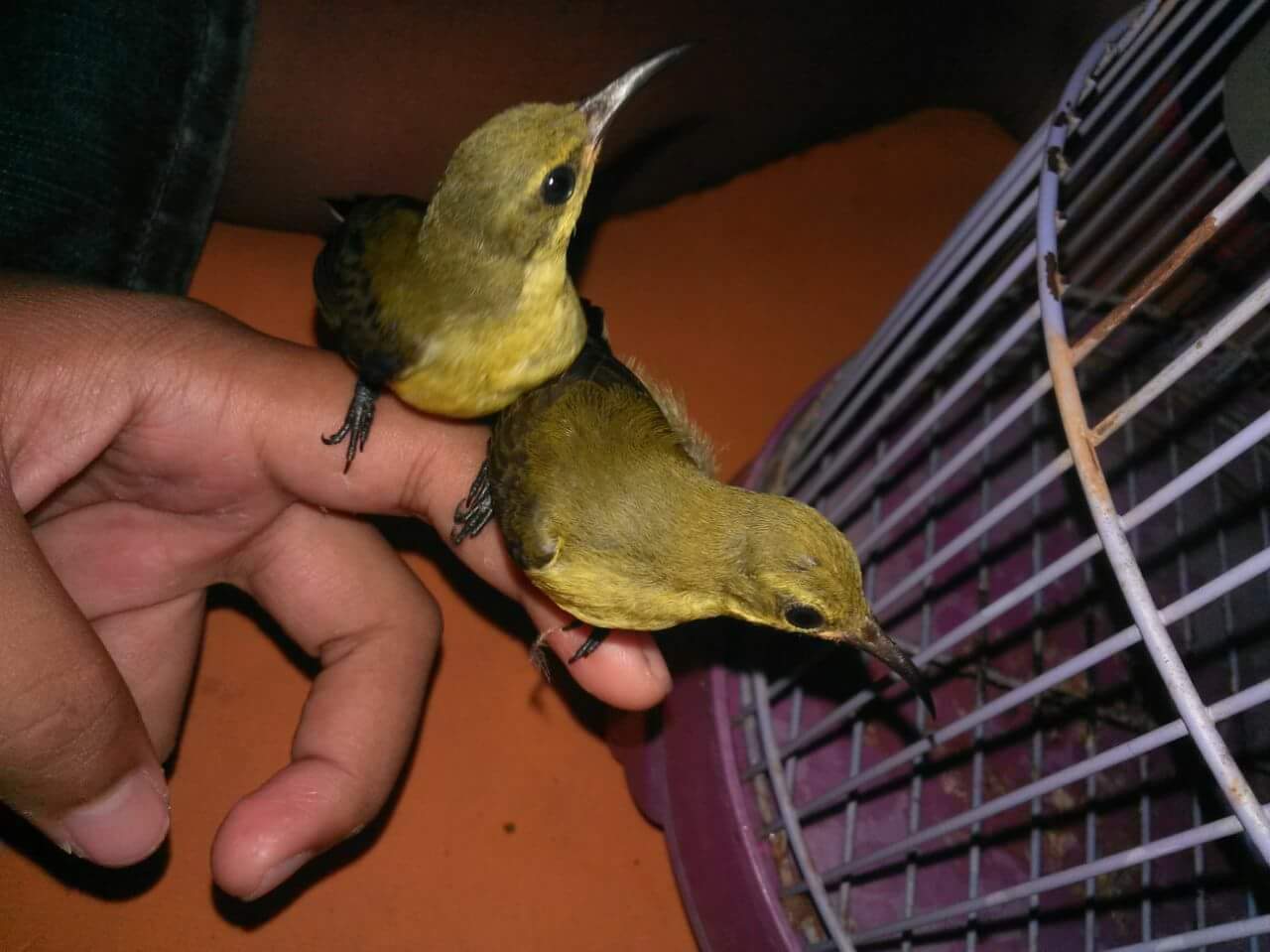 Kibung Kicau Burung Download Suara Masteran Mp3 Burung Sogok
