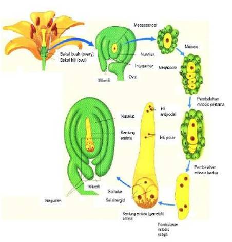 I Biology: Pertumbuhan dan Perkembangan Tumbuhan