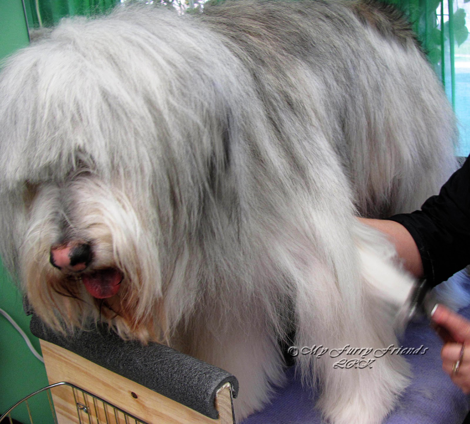 Pet Grooming The Good, The Bad, & The Furry Thinning the Coat on a
