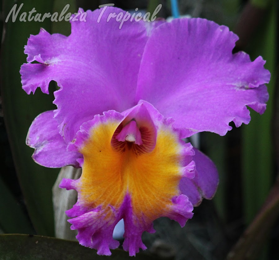 Hermosa flor de una orquídea del género Cattleya