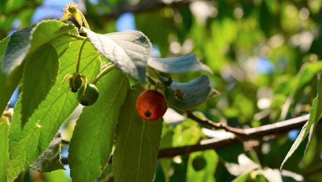 Manfaat Daun Kersen Untuk Asam Urat