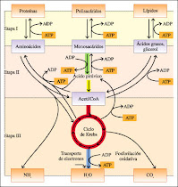 LAS RUTAS DEL CATABOLISMO DE GLUCIDOS, LIPIDOS Y PROTEINAS