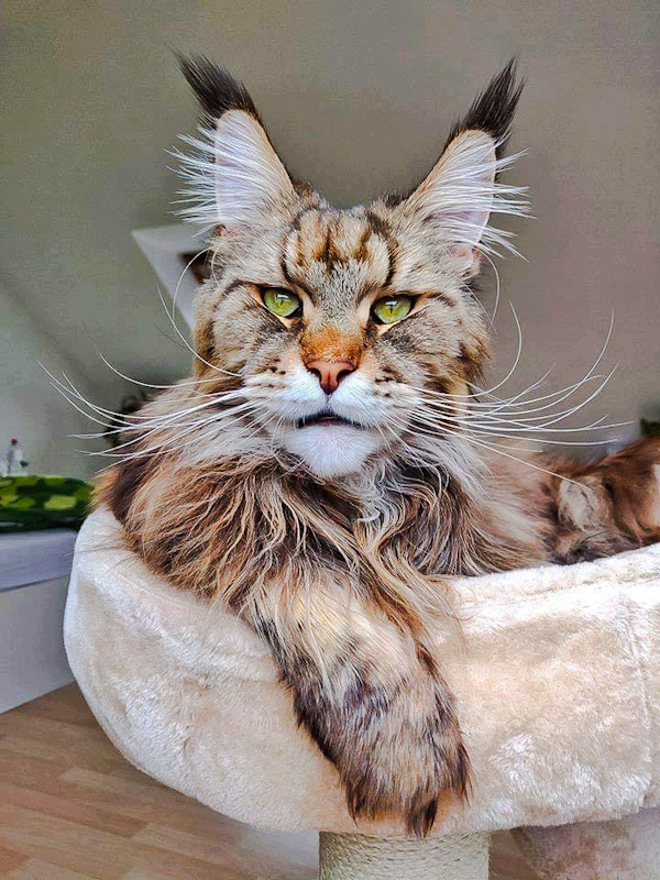 Maine Coon Lynx