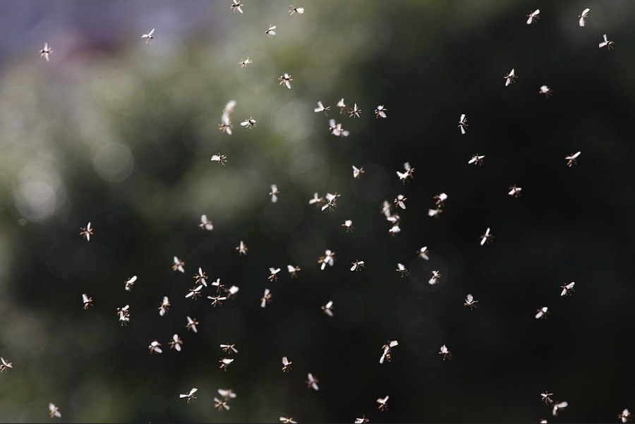 aprende ingles animal mosquito mosca pequeña grupo bandada picadura