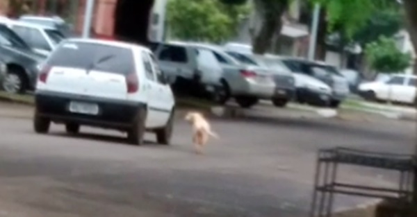 RONCADOR: CÃES SOLTOS NA AVENIDA PREOCUPAM PEDESTRES