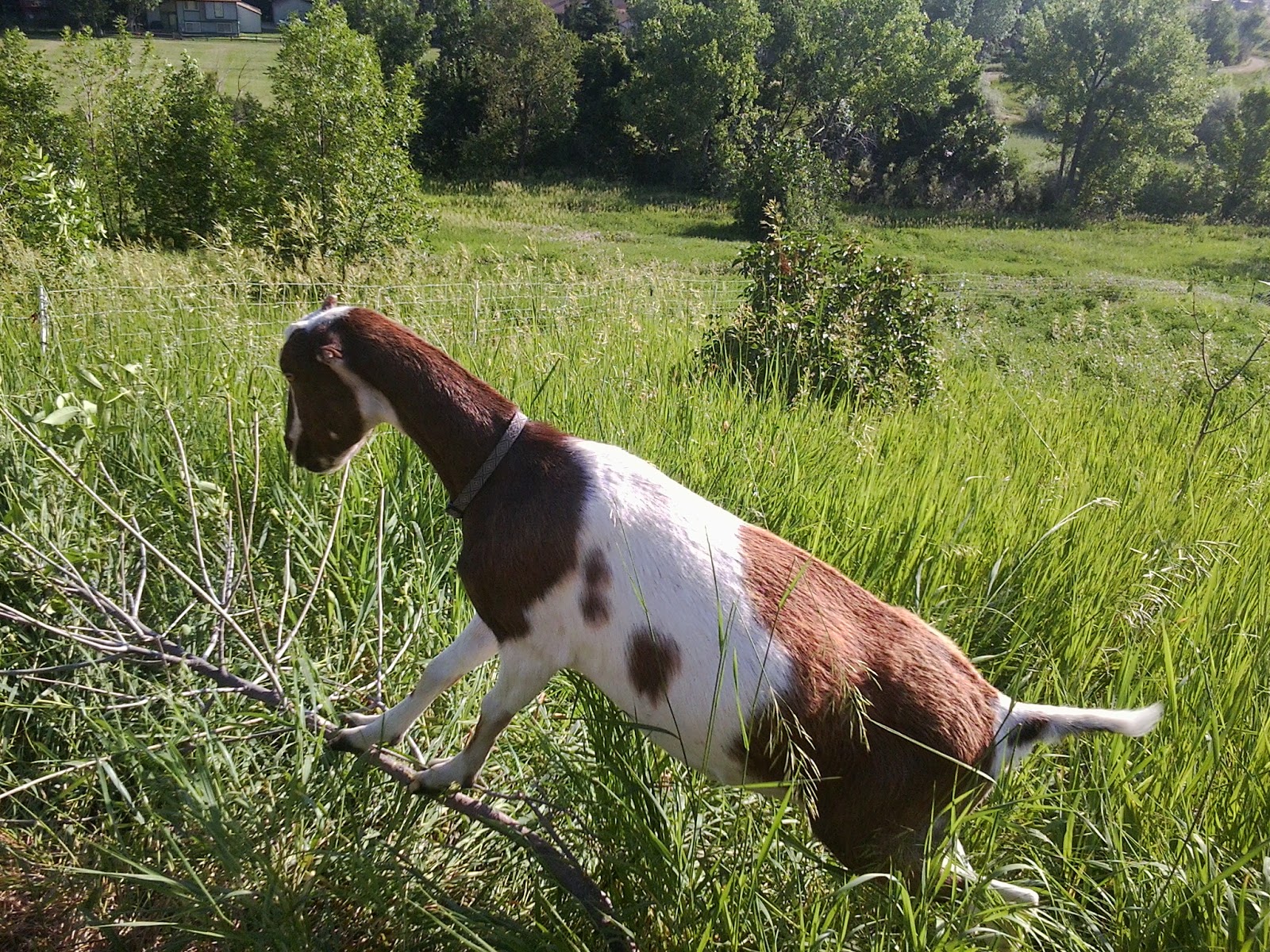 PJ's Run Snapshots of a summer of running