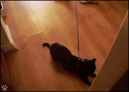 Funny Cat GIF • Black cat does not want to walk with a harness, haha, epic fail!