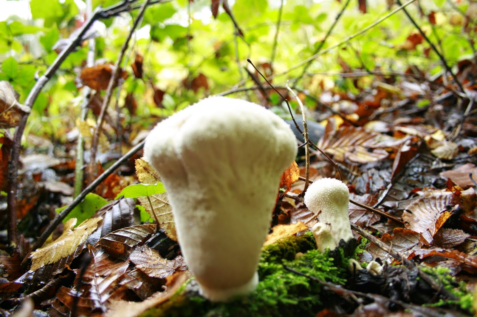 Mycelium sur grains de Champignon de Paris Bio – La Mycosphère