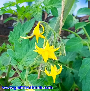 Tomatoes Flowers & leaf hd image download