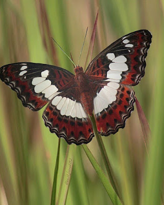 أجÙ
Ù ØµÙØ± Ù Ø®ÙÙÙØ§Øª اÙÙØ±Ø§Ø´Ø§Øª Butterfly Wallpapers Ù
عÙÙÙ
ات Ù ØµÙØ± ÙØ±Ø§Ø´Ø§Øª Butterflies أجÙ
Ù ØµÙØ± Ù Ø®ÙÙÙØ§Øª اÙÙØ±Ø§Ø´Ø§Øª Butterfly Wallpapers Ù
عÙÙÙ
ات Ù ØµÙØ± ÙØ±Ø§Ø´Ø§Øª Butterflies