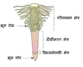 मूल की संरचना