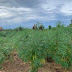 CURAÇÁ BAHIA: Plantação com mais de dois mil pés de maconha são encontrados na região do municipio