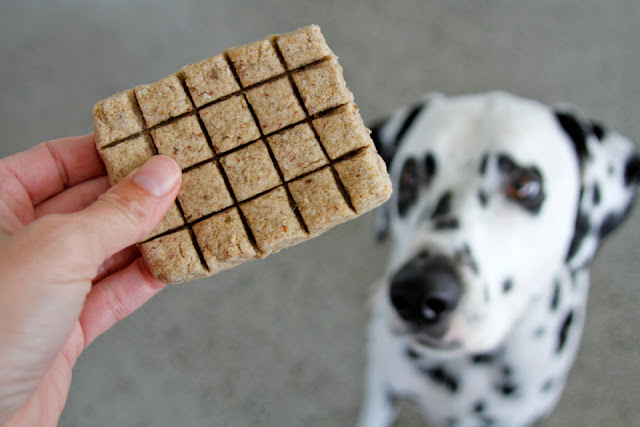 Homemade Christmas Dog Treat Biscuit Bars and DIY Wrappers Dalmatian dog begging for a homemade chocolate bar shaped dog treat