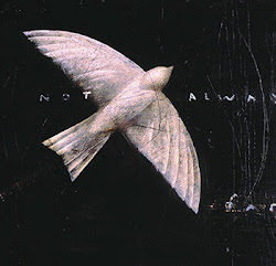 little bird flying high gliding so silently 2