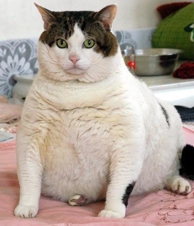 Gambar Kucing Gendut Wallpapersforfree Lucu Terbaik Lengkap