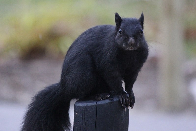 Political Clown Parade Rare Black Squirrel Sighted