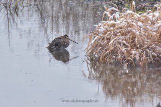 Wildlifefotografie Lippeaue Bekassine