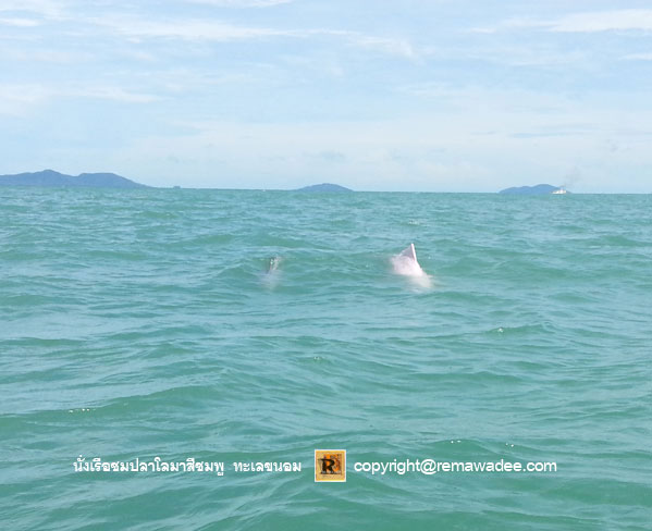 นั่งเรือชมโลมาสีชมพู จ.นครศรีธรรมราช