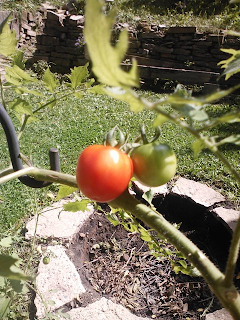 Ripe cherry tomato