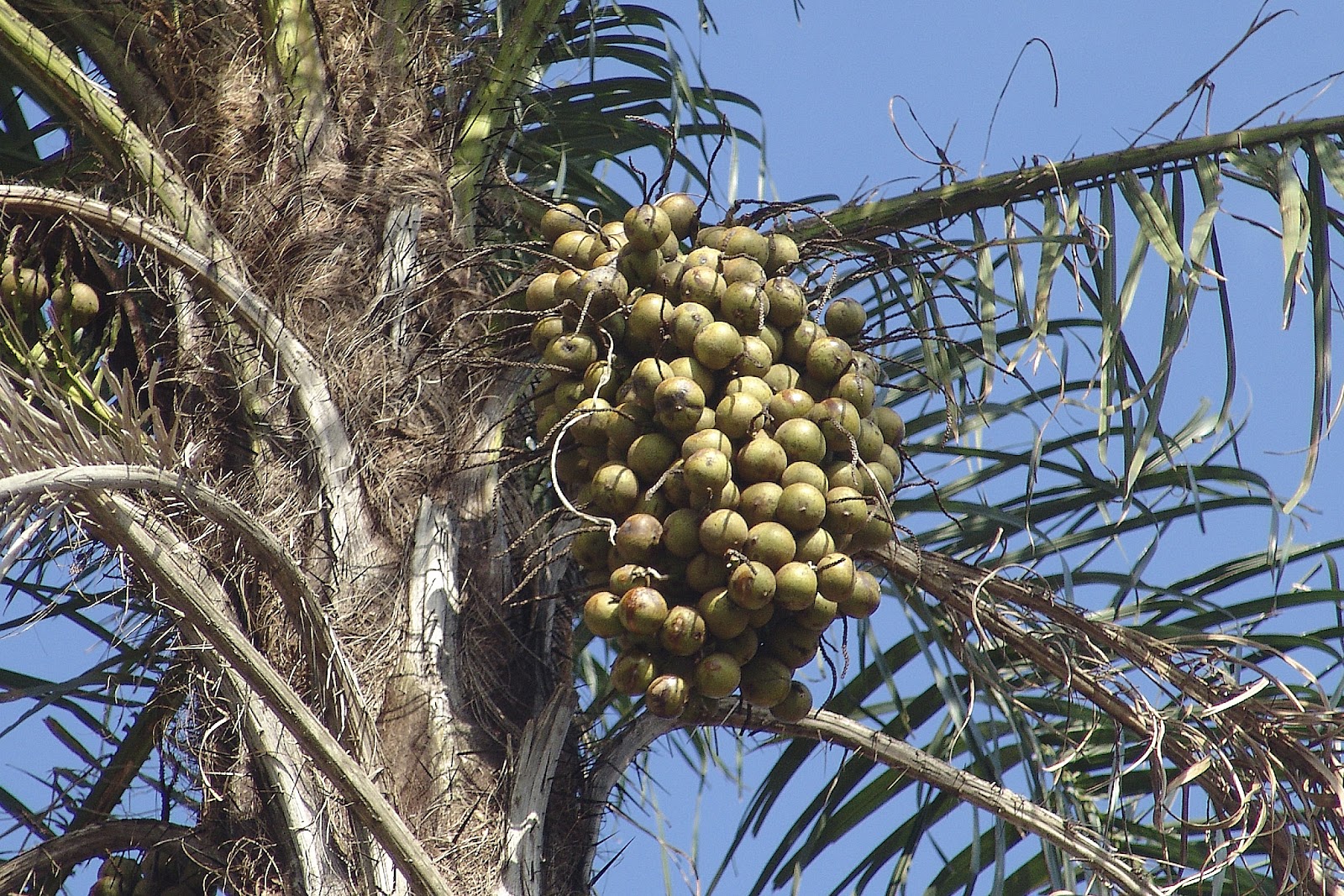 Maucuma Macaúba - Acrocomia aculeata | Natureza Bela