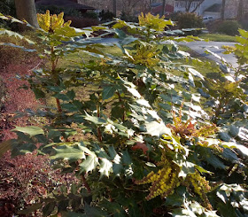 Slatsz Plant Photo Biography Berberis Aquifolium Holly Leaf