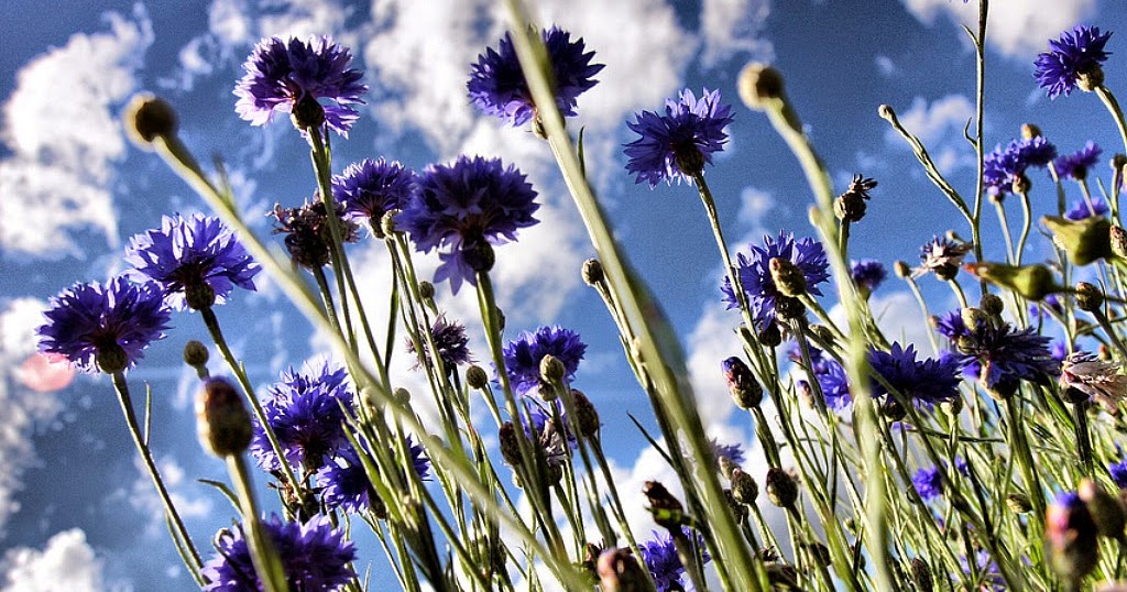 HOW TO GROW CORNFLOWERS FROM SEED The Garden of Eaden
