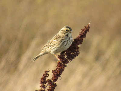 northern california birdwatching