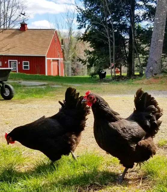 black australorp chickens in the yard