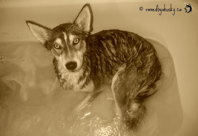 bath time husky