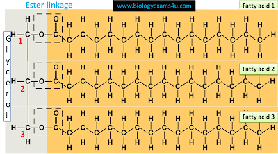 fatty acid