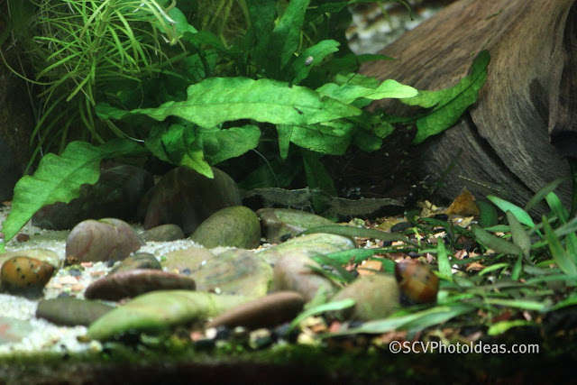 Caridina Japonica couple flirting below Java fern leaves