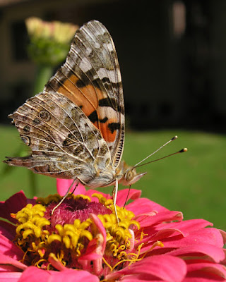 Painted Lady Butterfly: photo by Cliff Hutson
