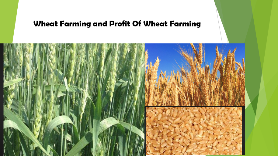 Wheat Crop Farming and Profit Of Wheat Farming