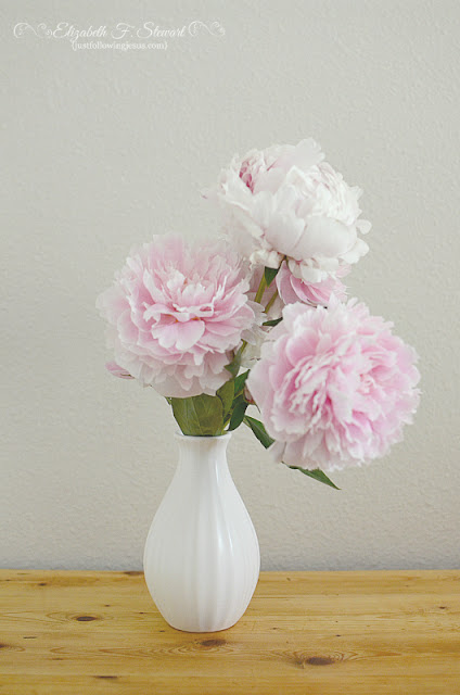 Experiments With Plants Dwarf Flowering Quince 24 Dec 2010